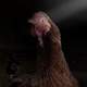 Illustration for article titled Chicken’s Eyes Catch First-Ever Glint Of Sunlight Through Crack In Warehouse Ceiling Just Before Head Sliced Off